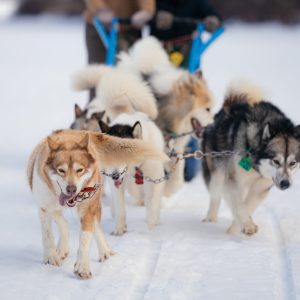 A Dog-Sledding Adventure in Northern Minnesota