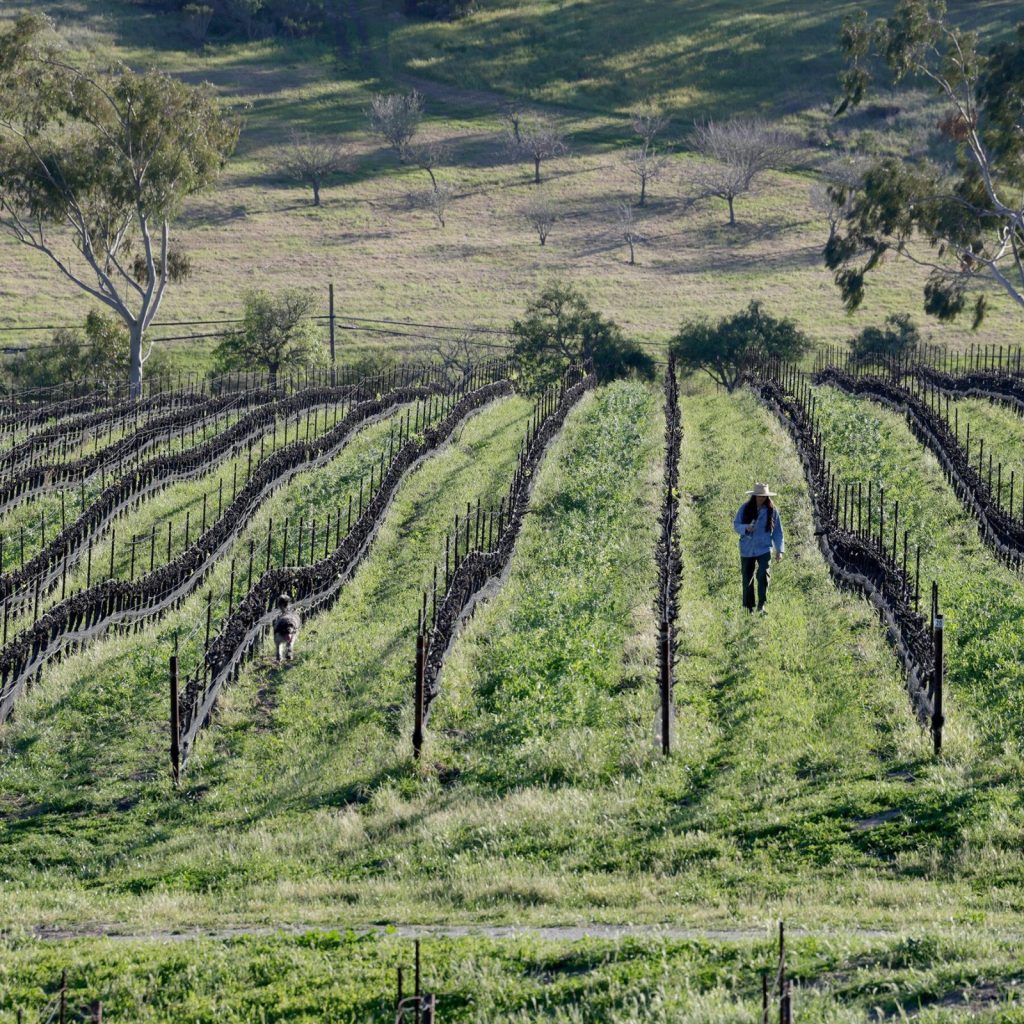 San Luis Obispo Coast Winemakers Offer Surprises