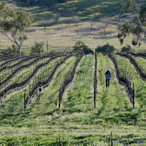 San Luis Obispo Coast Winemakers Offer Surprises