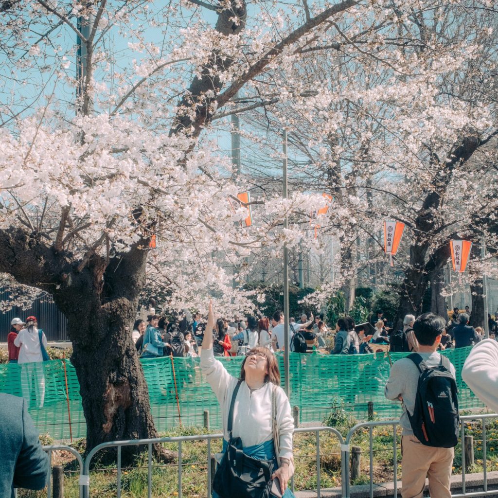 When Will Japan’s Cherry Blossoms Bloom? A.I. Can Help Answer That