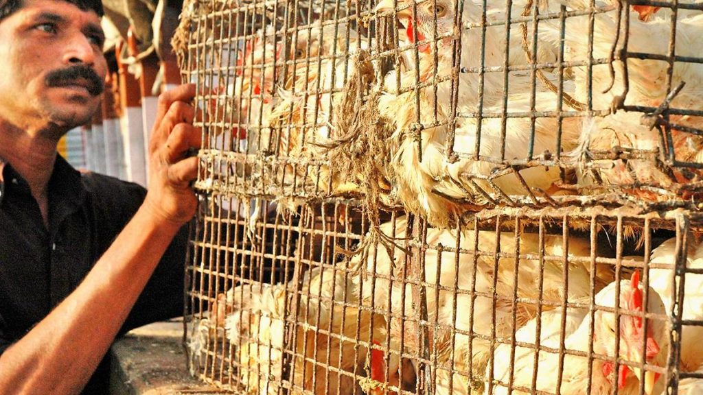 Bird flu kills 4,400 chickens in Chhattisgarh's Bilaspur; surveillance intensified