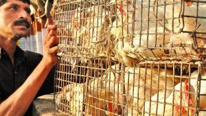 Bird flu kills 4,400 chickens in Chhattisgarh's Bilaspur; surveillance intensified