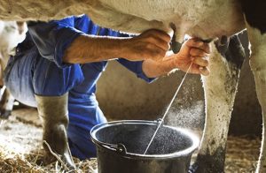 Cow Milk