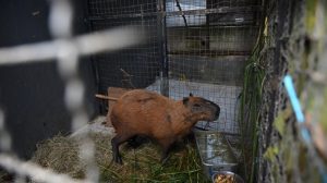 capybara attack