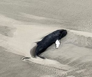 stranded Whale