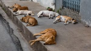 stray-dogs