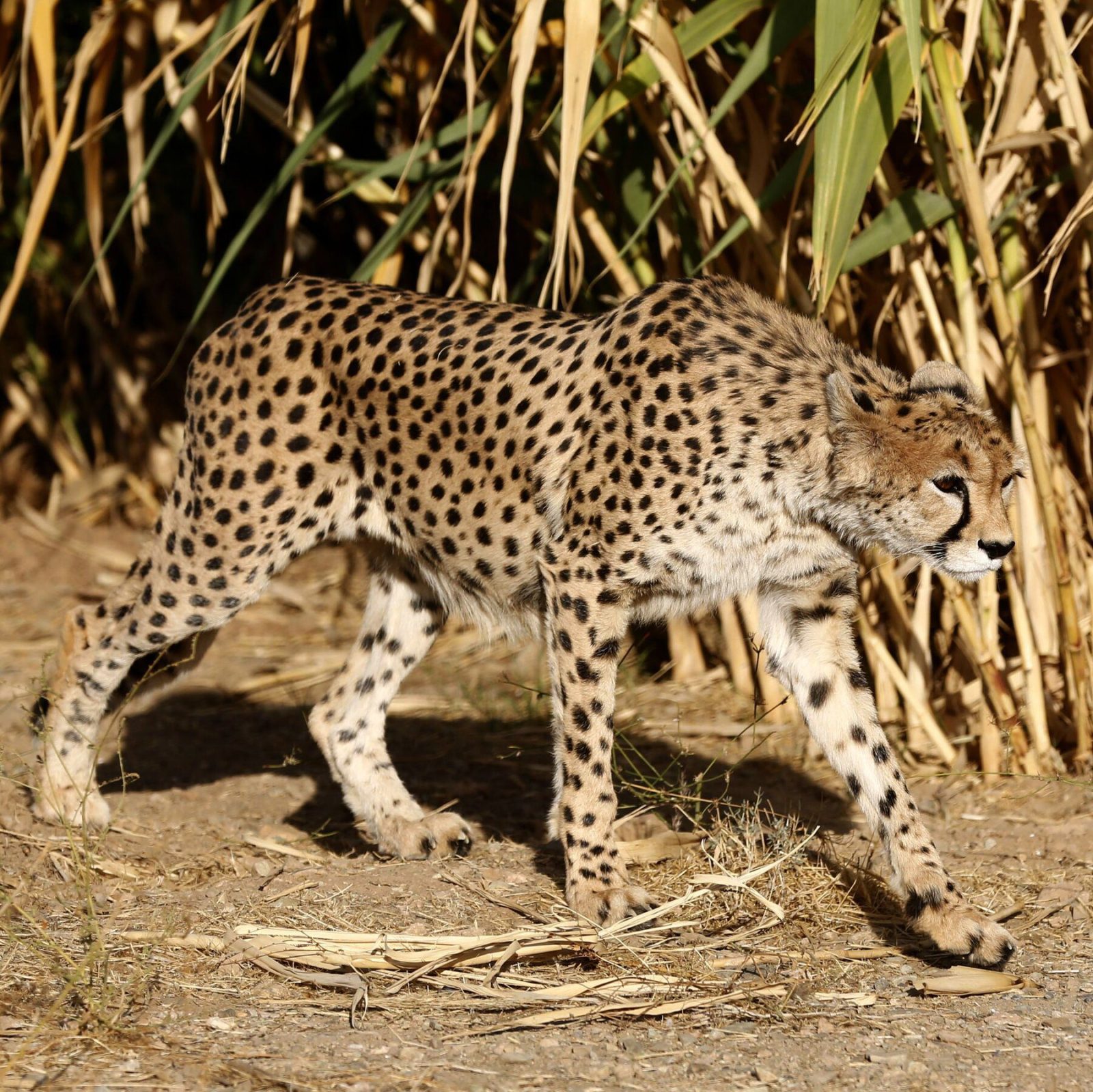 Iran’s Last Hope: Asiatic Cheetahs Roam Free in War-Torn Landscape