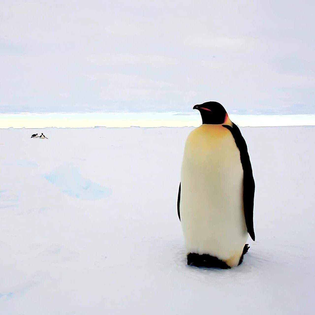 Emperor Penguins Slip into “Endangered” Category Amid Worsening Climate Crisis