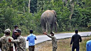 Operation to capture wild elephant in Hassan fails