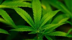 Trump Admin Reclassifies Marijuana as Schedule IV Substance, Unlocking Research and Access Opportunities Nationwide