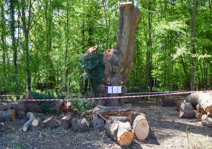Contractor Behind Ancient Oak Felling in London Park Revealed