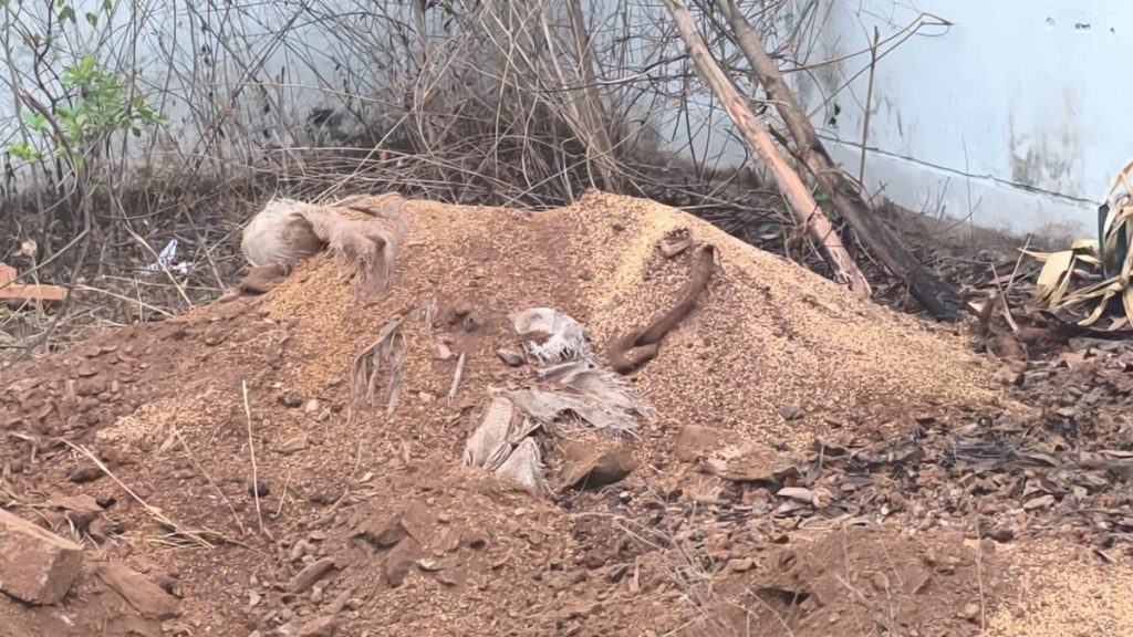 Several bags of wheat found buried on residential school premises in Chikkamagaluru