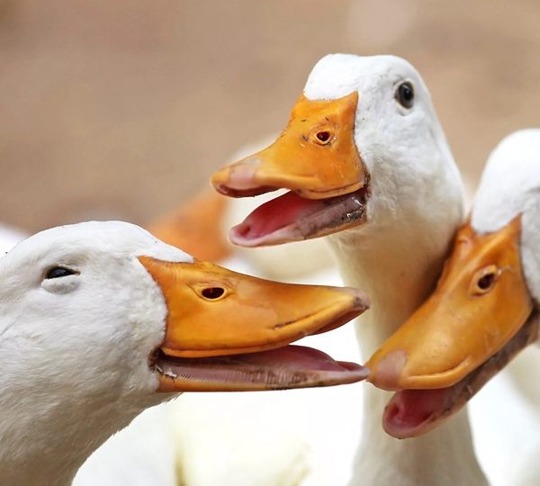 Labour Concedes on Foie Gras and Fur Bans to Ease EU Trade Deal Negotiations