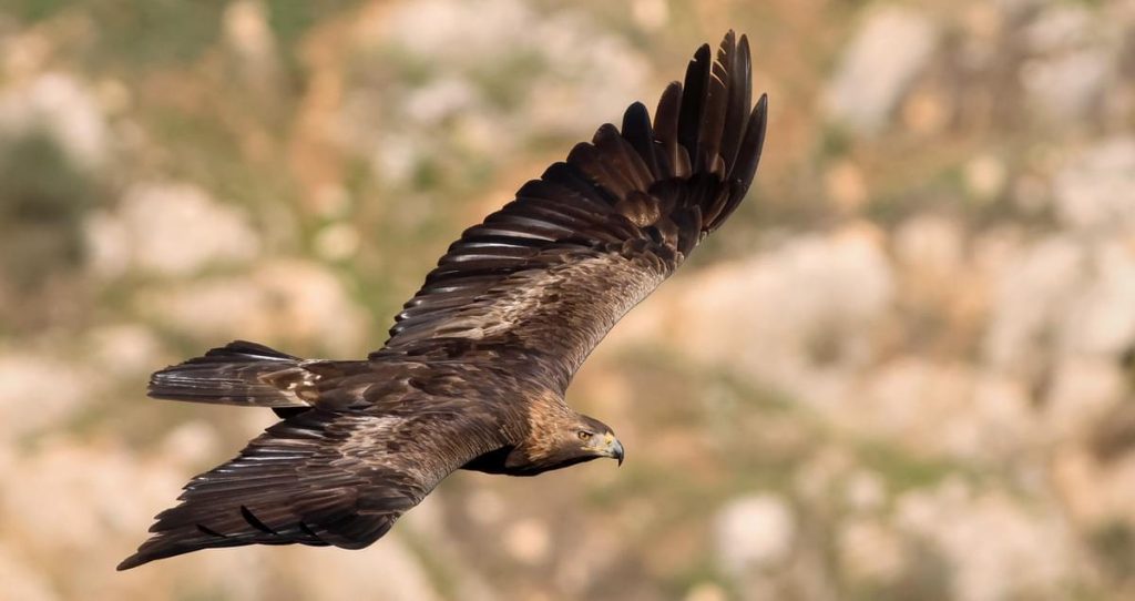 Golden eagle
