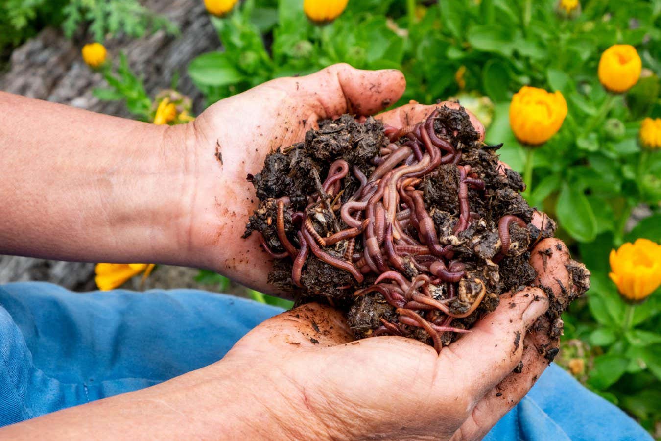 “Worm Farm Wonders: Turning Trash into Treasure with Vermicomposting”