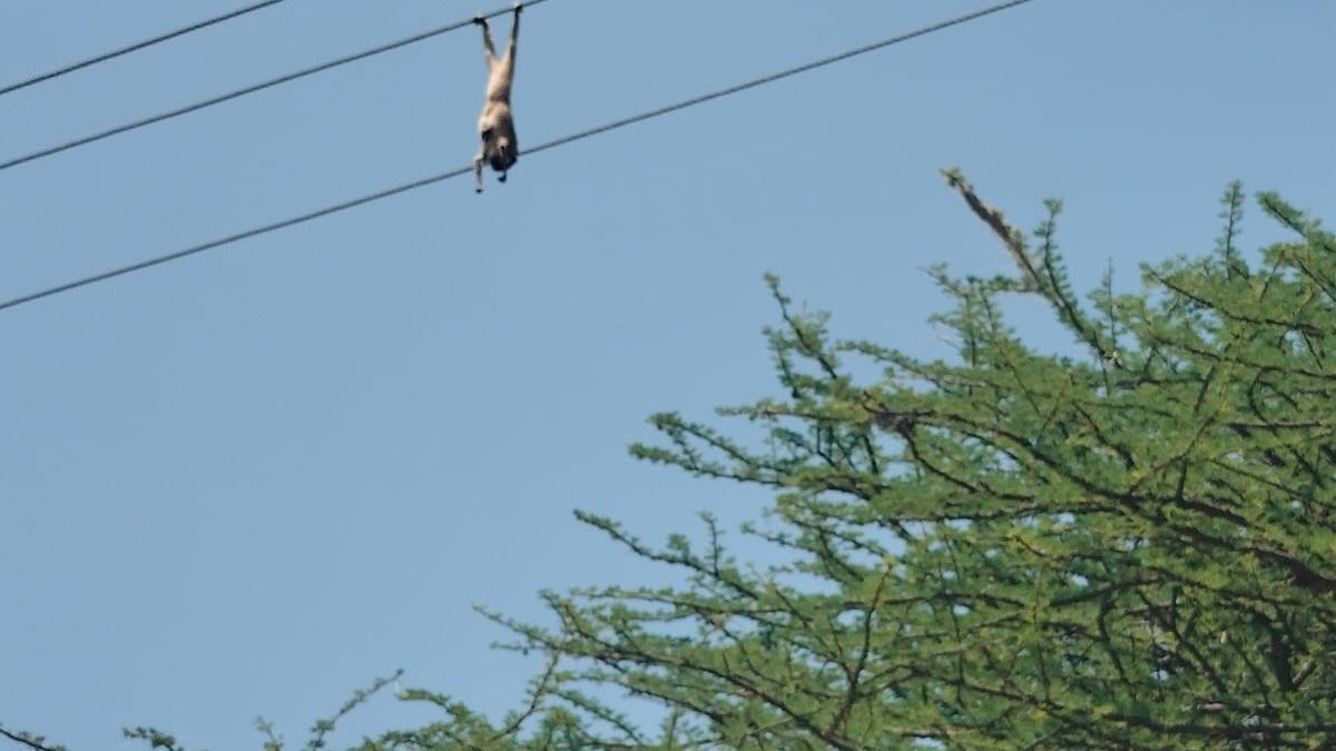 Dindigul Incident Sparks Fear: Slender Loris Electrocuted on Power Line
