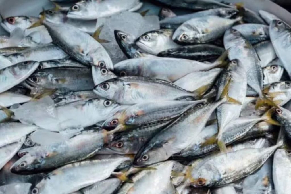 Too 'Maach' Of A Good Thing? How The Bengal Poll Campaign Turned Into A 'Fish Market'