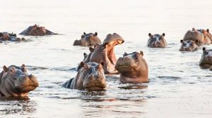 hippos