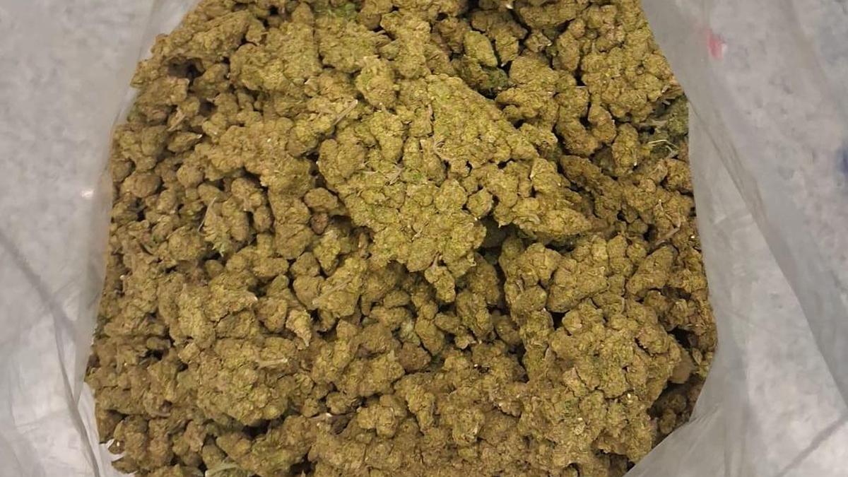 Hyderabad Airport Bust: 6 Kg Hydroponic Marijuana Seized from Young Passenger Passed the character and SEO requirements