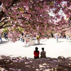 South Korea’s Cherry Blossoms Attract a Connoisseur: The Japanese