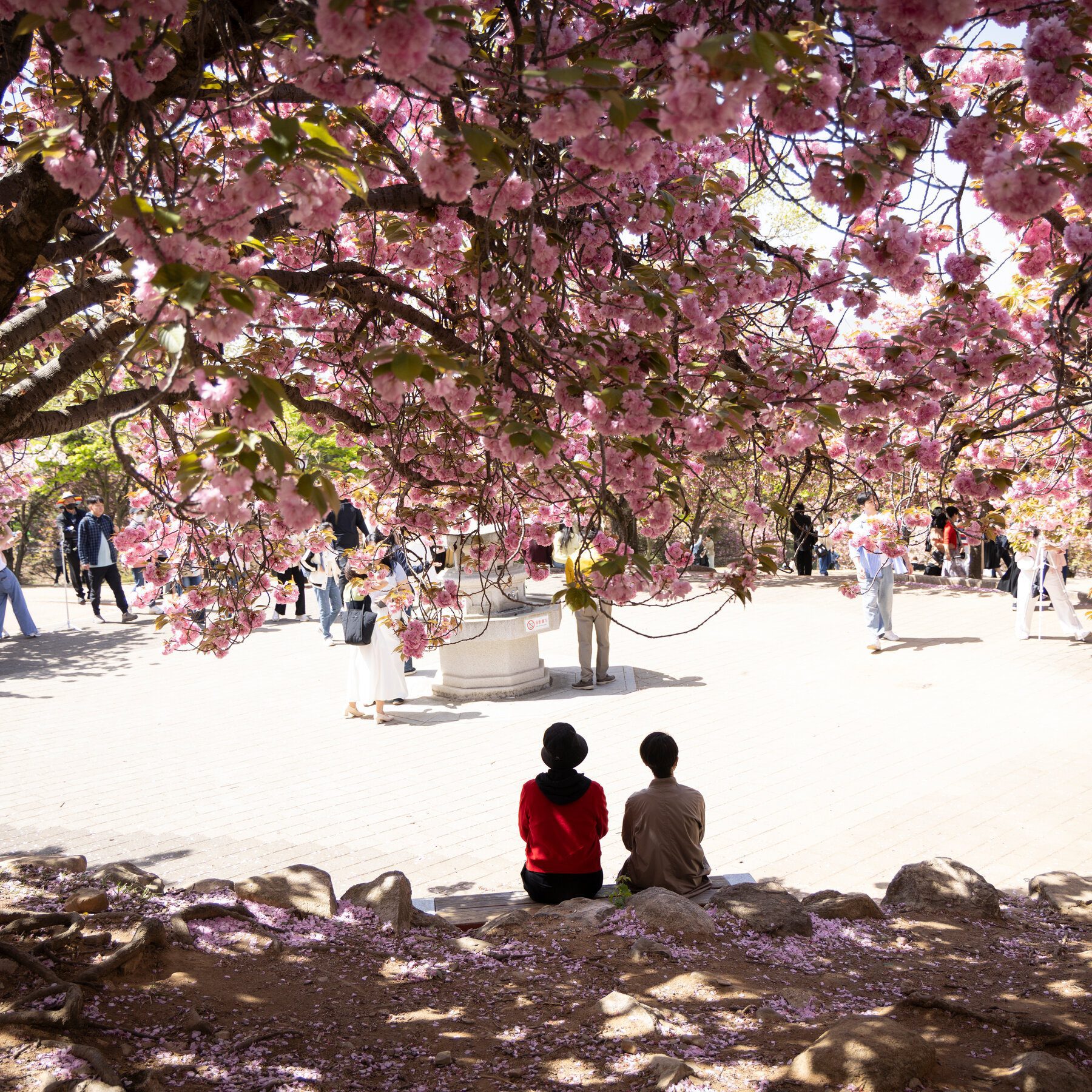 60-year-old Japanese Connoisseur on Epic Quest to Capture Elusive South Korea’s Kori Cherry Blossoms