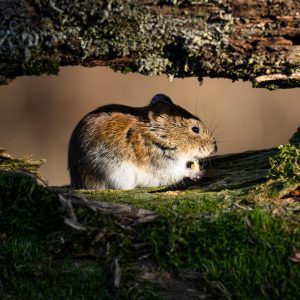 3 Dead in Hantavirus Outbreak Aboard Cruise Ship, W.H.O. Says