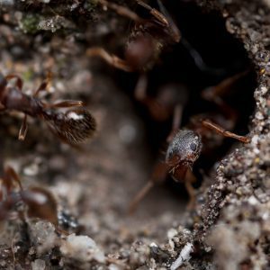 There Are Ants in This Canadian Hospital. Again.
