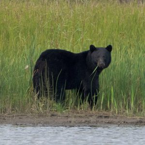 Black Bear Fatally Mauls Uranium Contractor in Northern Canada