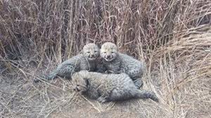 4 cheetah
