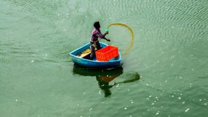 Aqua farmers worried over manufacturers’ bid to increase shrimp feed prices