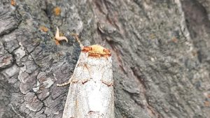 New invasive moth threatens Ladakh’s farm-based economy