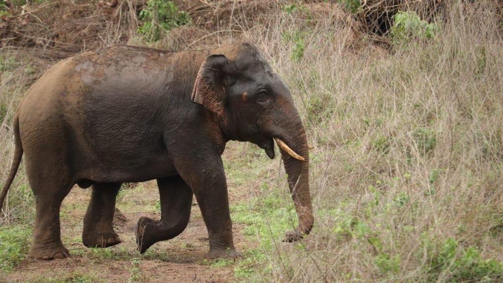 Wild elephant attack claims 65-year-old man in Kerala’s Wayanad