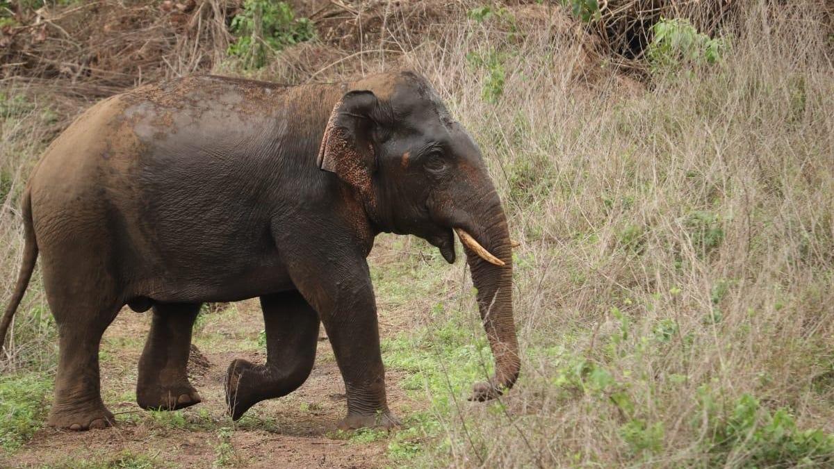 Wild elephant attack claims 65-year-old man in Kerala’s Wayanad