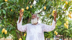 From cotton to chilli and now mango, a farmer-breeder’s long harvest