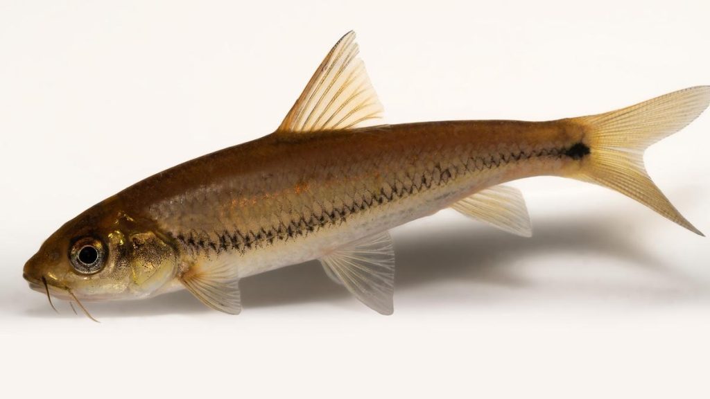 Study unveils new fish species in Western Ghats, solves evolutionary riddle