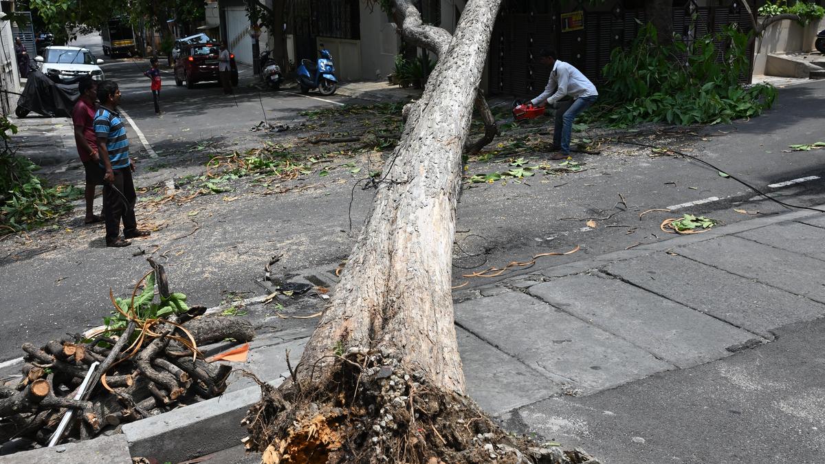 Bengaluru Unveils Sci-Fi Tree Management Framework Amidst Deadly Fears