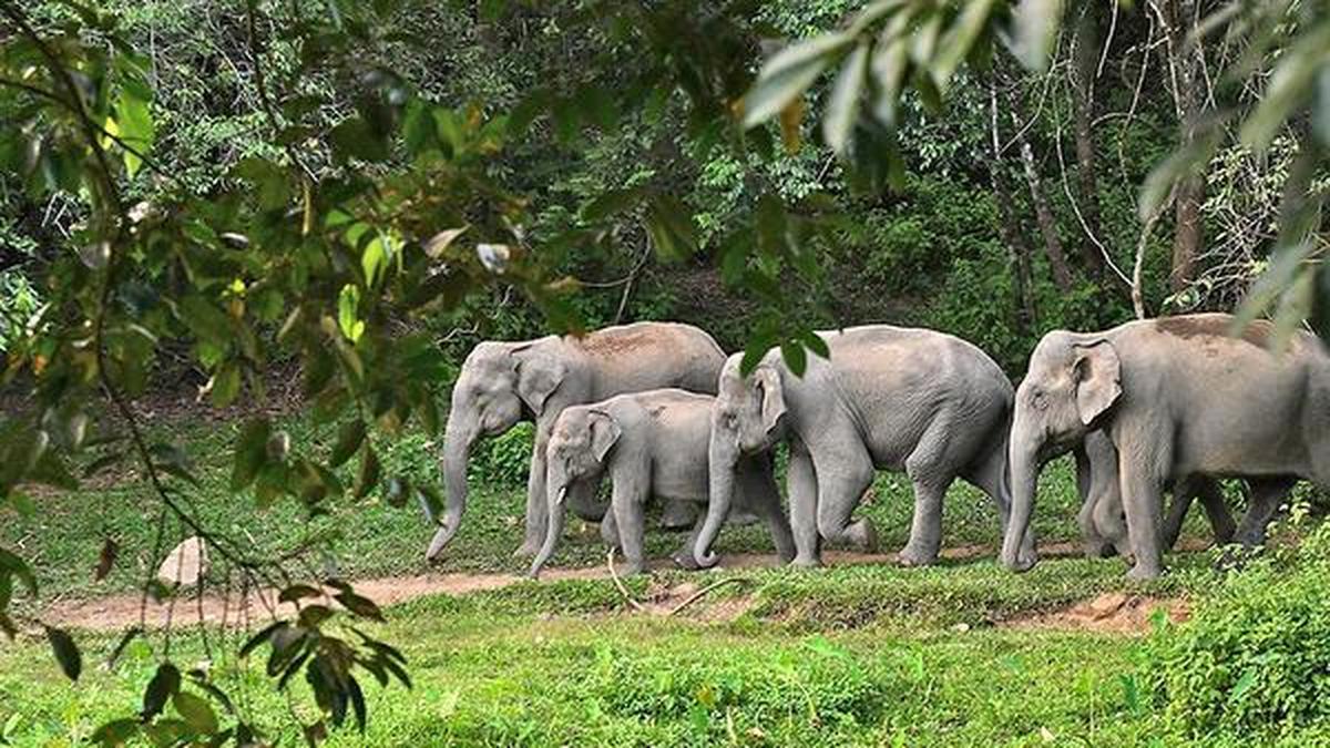 Kerala Forest Department HAWK Technology Protects Biodiversity 247