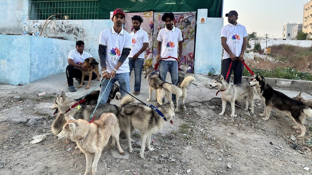 Dogs wait for homes in Hyderabad.