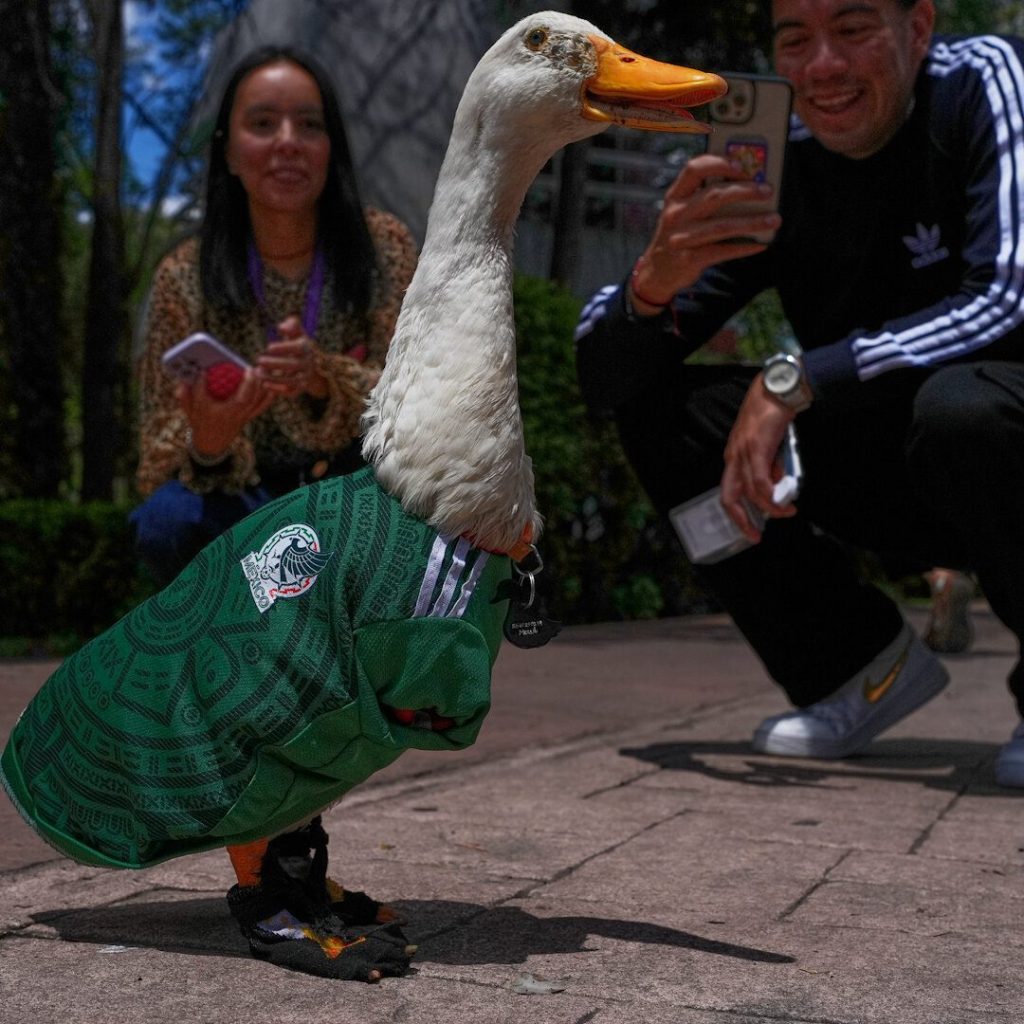 Merlin, the Duck in a Mexico World Cup Team Jersey, Finds Unexpected Fame
