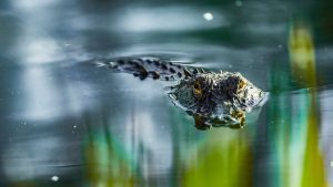 Woman dies after alligator bites off her arm in Florida