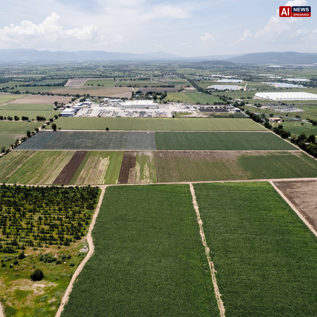 A Lettuce-Growing Region in Mexico Stomachs the Fallout From the Cyclospora Outbreak