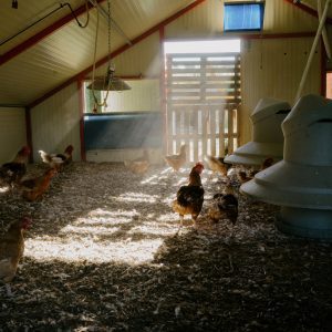 Heat waves are taking a big toll on chickens
