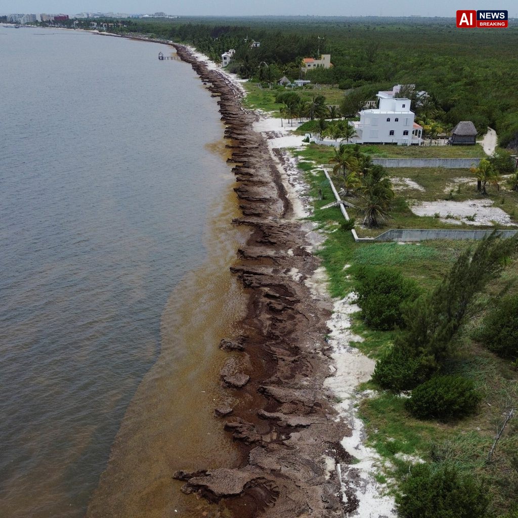 Mexico’s President Unveils Plan to Fight Seaweed That Is Choking Beaches