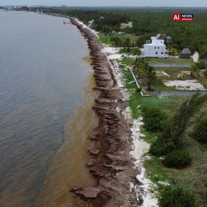 Mexico’s President Unveils Plan to Fight Seaweed That Is Choking Beaches