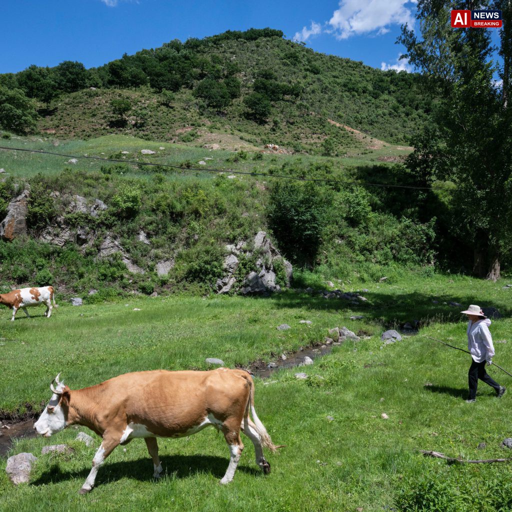 China expands cattle herds.