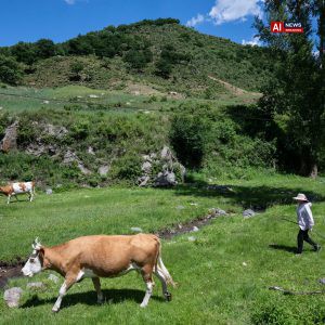 China expands cattle herds.
