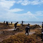 Mexico declares war on seaweed