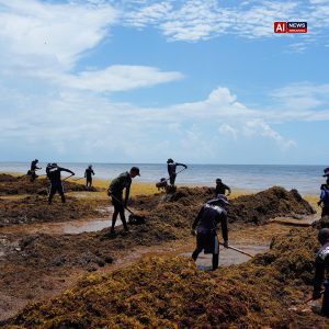 Mexico Declares War on Stinky Seaweed