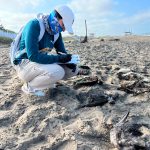 El Niño linked to seabird deaths