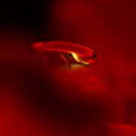Residents restore firefly habitats